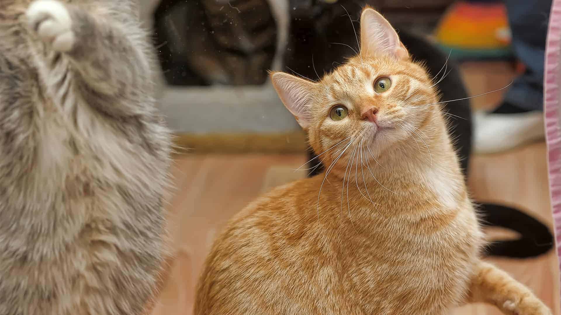 cat in animal shelter, closeup